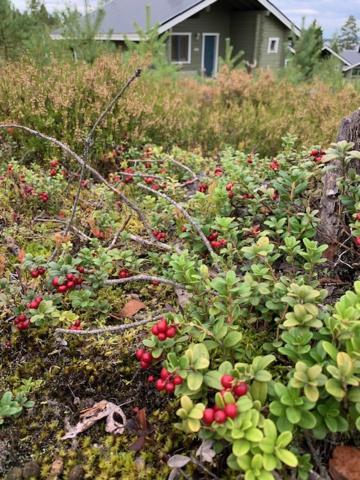 Lomamoekit Saimaanranta Suur-Saimaa Strand Resort Taipalsaari エクステリア 写真
