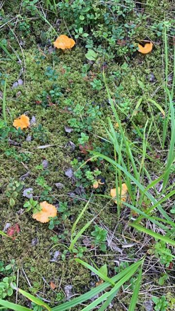 Lomamoekit Saimaanranta Suur-Saimaa Strand Resort Taipalsaari エクステリア 写真