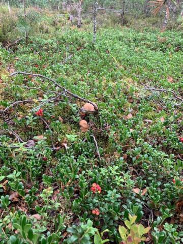 Lomamoekit Saimaanranta Suur-Saimaa Strand Resort Taipalsaari エクステリア 写真